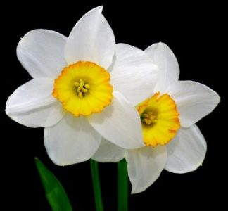 Daffodil Show and Conference Image